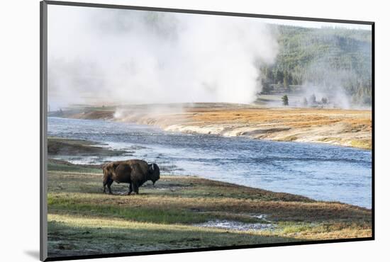 Yellowstone National Park. An American bison bull stands next to the Firehole River-Ellen Goff-Mounted Photographic Print