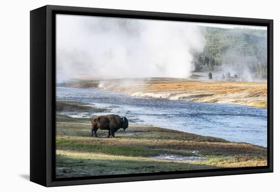 Yellowstone National Park. An American bison bull stands next to the Firehole River-Ellen Goff-Framed Premier Image Canvas