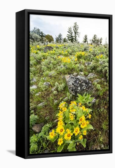 Yellowstone National Park. Arrowleaf balsamroot covers the hillsides in the spring.-Ellen Goff-Framed Premier Image Canvas