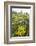 Yellowstone National Park. Arrowleaf balsamroot covers the hillsides in the spring.-Ellen Goff-Framed Photographic Print