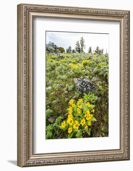 Yellowstone National Park. Arrowleaf balsamroot covers the hillsides in the spring.-Ellen Goff-Framed Photographic Print