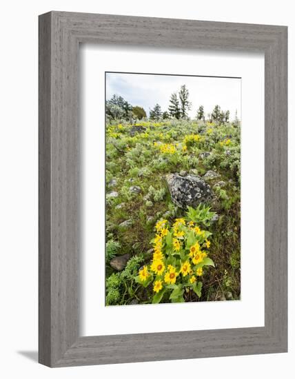 Yellowstone National Park. Arrowleaf balsamroot covers the hillsides in the spring.-Ellen Goff-Framed Photographic Print