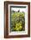 Yellowstone National Park. Arrowleaf balsamroot covers the hillsides in the spring.-Ellen Goff-Framed Photographic Print