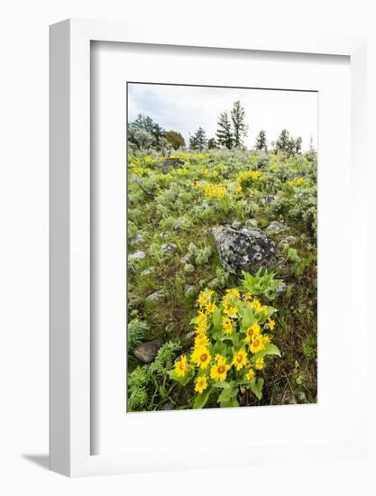 Yellowstone National Park. Arrowleaf balsamroot covers the hillsides in the spring.-Ellen Goff-Framed Photographic Print