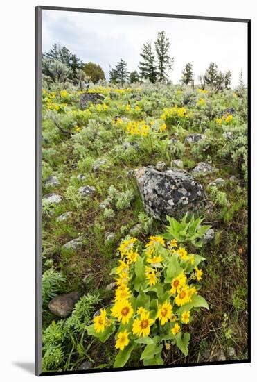 Yellowstone National Park. Arrowleaf balsamroot covers the hillsides in the spring.-Ellen Goff-Mounted Photographic Print