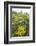 Yellowstone National Park. Arrowleaf balsamroot covers the hillsides in the spring.-Ellen Goff-Framed Photographic Print