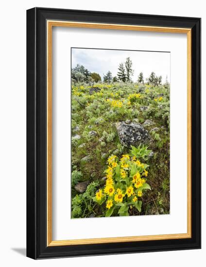 Yellowstone National Park. Arrowleaf balsamroot covers the hillsides in the spring.-Ellen Goff-Framed Photographic Print
