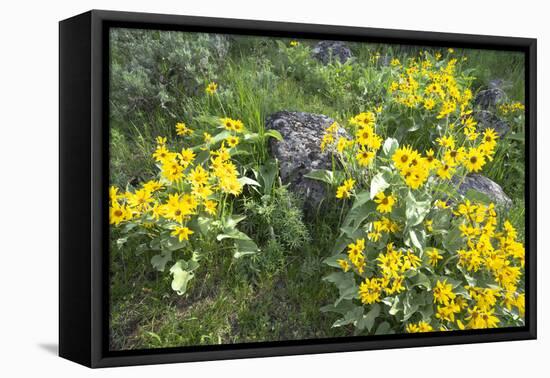 Yellowstone National Park. Arrowleaf balsamroot covers the hillsides in the spring.-Ellen Goff-Framed Premier Image Canvas