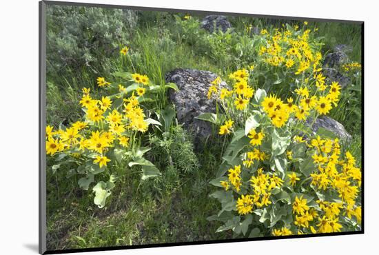 Yellowstone National Park. Arrowleaf balsamroot covers the hillsides in the spring.-Ellen Goff-Mounted Photographic Print