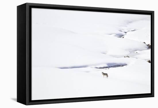 Yellowstone National Park, coyote standing in a snowy landscape.-Ellen Goff-Framed Premier Image Canvas