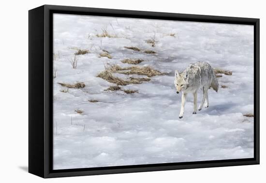 Yellowstone National Park, coyote walking through the icy slush.-Ellen Goff-Framed Premier Image Canvas