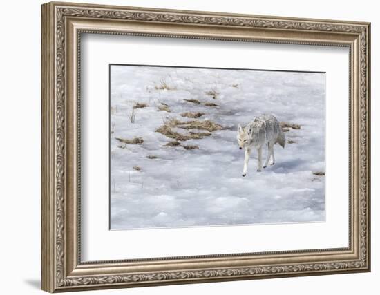 Yellowstone National Park, coyote walking through the icy slush.-Ellen Goff-Framed Photographic Print