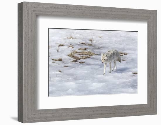 Yellowstone National Park, coyote walking through the icy slush.-Ellen Goff-Framed Photographic Print