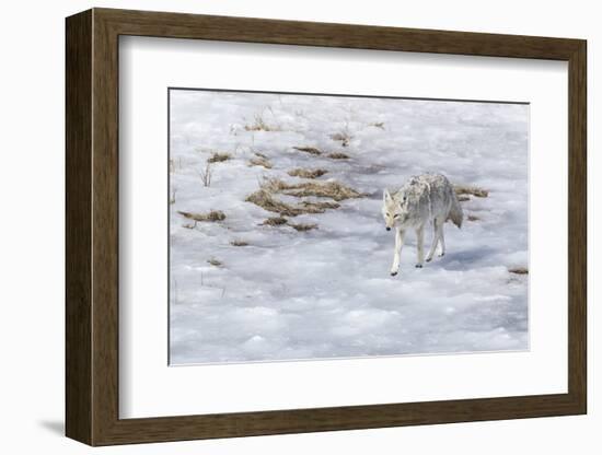 Yellowstone National Park, coyote walking through the icy slush.-Ellen Goff-Framed Photographic Print