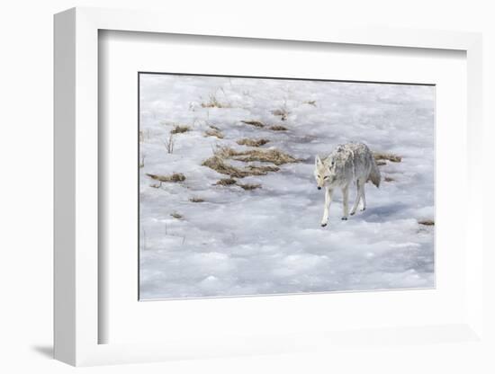 Yellowstone National Park, coyote walking through the icy slush.-Ellen Goff-Framed Photographic Print