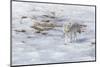 Yellowstone National Park, coyote walking through the icy slush.-Ellen Goff-Mounted Photographic Print