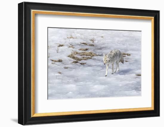 Yellowstone National Park, coyote walking through the icy slush.-Ellen Goff-Framed Photographic Print