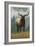 Yellowstone National Park - Elk in Forest-Lantern Press-Framed Art Print