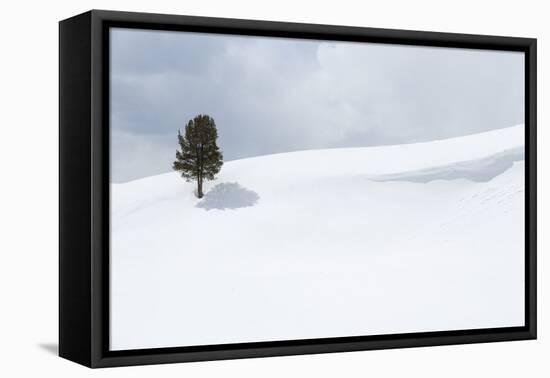 Yellowstone National Park, Lamar Valley. A lone trees standing out in the snowy landscape.-Ellen Goff-Framed Premier Image Canvas