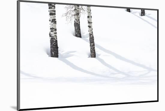 Yellowstone National Park, Lamar Valley. Aspen trees cast shadows on the snow.-Ellen Goff-Mounted Photographic Print