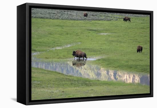 Yellowstone National Park, Lamar Valley. Bison enjoying the green grass of spring.-Ellen Goff-Framed Premier Image Canvas