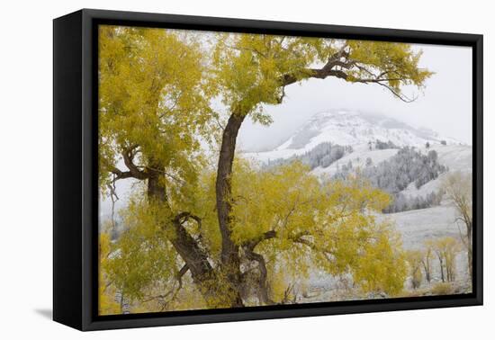 Yellowstone National Park, Lamar Valley-Ken Archer-Framed Premier Image Canvas