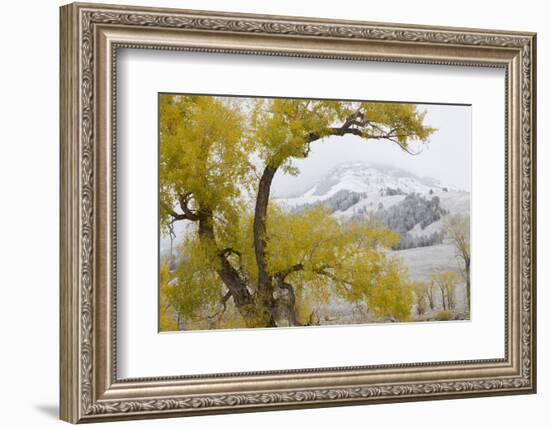 Yellowstone National Park, Lamar Valley-Ken Archer-Framed Photographic Print