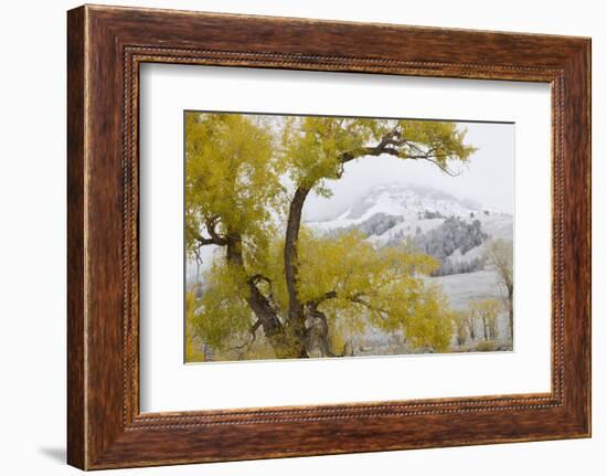 Yellowstone National Park, Lamar Valley-Ken Archer-Framed Photographic Print