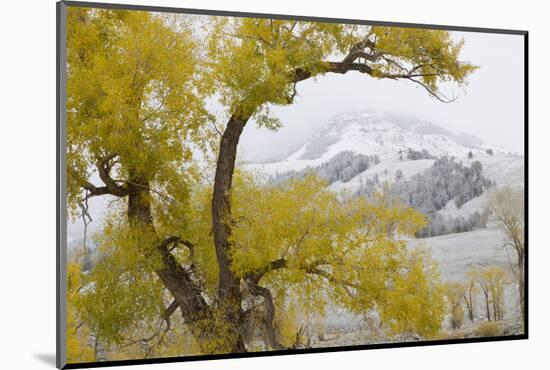 Yellowstone National Park, Lamar Valley-Ken Archer-Mounted Photographic Print