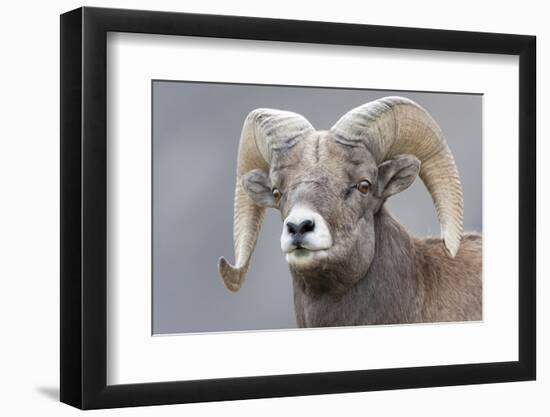 Yellowstone National Park. Portrait of a bighorn ram.-Ellen Goff-Framed Photographic Print