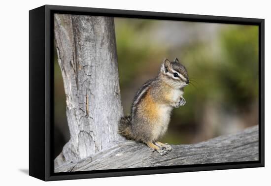 Yellowstone National Park, portrait of a chipmunk.-Ellen Goff-Framed Premier Image Canvas