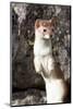 Yellowstone National Park, portrait of a long-tailed weasel.-Ellen Goff-Mounted Photographic Print