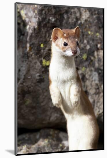 Yellowstone National Park, portrait of a long-tailed weasel.-Ellen Goff-Mounted Photographic Print