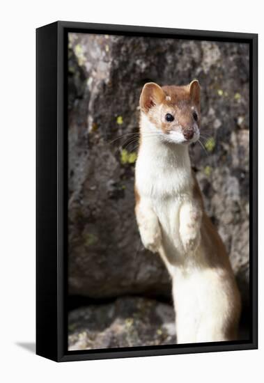 Yellowstone National Park, portrait of a long-tailed weasel.-Ellen Goff-Framed Premier Image Canvas