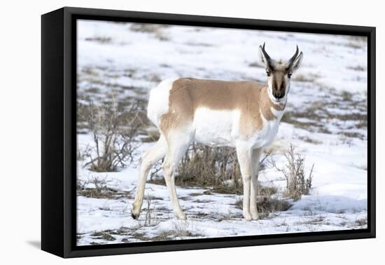 Yellowstone National Park, portrait of a male pronghorn in winter snow.-Ellen Goff-Framed Premier Image Canvas