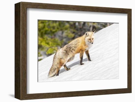 Yellowstone National Park, red fox in its spring coat walking through melting snow.-Ellen Goff-Framed Photographic Print