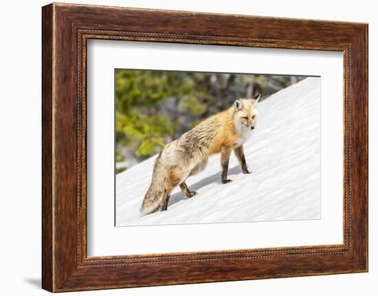 Yellowstone National Park, red fox in its spring coat walking through melting snow.-Ellen Goff-Framed Photographic Print