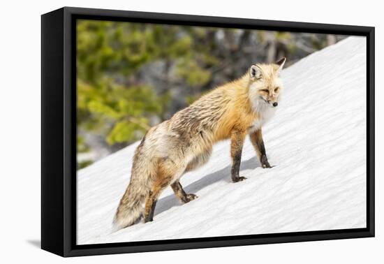 Yellowstone National Park, red fox in its spring coat walking through melting snow.-Ellen Goff-Framed Premier Image Canvas