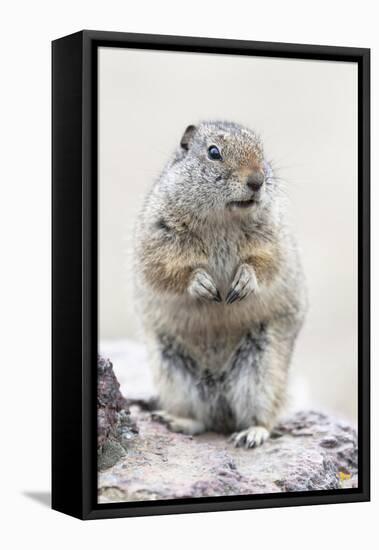 Yellowstone National Park, Richardson's ground squirrel.-Ellen Goff-Framed Premier Image Canvas