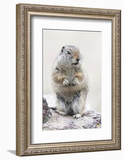 Yellowstone National Park, Richardson's ground squirrel.-Ellen Goff-Framed Photographic Print