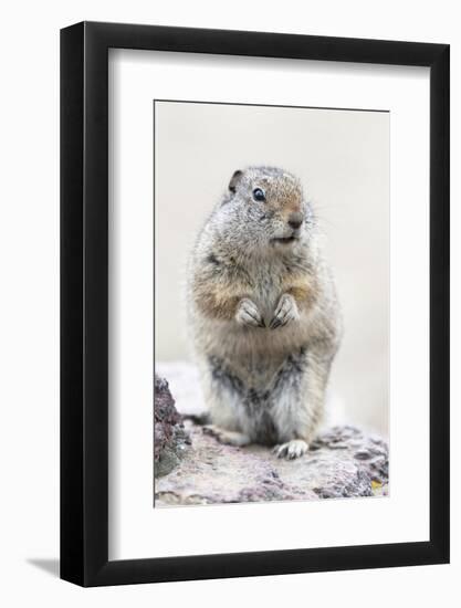 Yellowstone National Park, Richardson's ground squirrel.-Ellen Goff-Framed Photographic Print