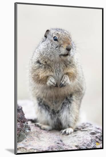 Yellowstone National Park, Richardson's ground squirrel.-Ellen Goff-Mounted Photographic Print