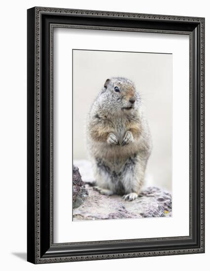 Yellowstone National Park, Richardson's ground squirrel.-Ellen Goff-Framed Photographic Print