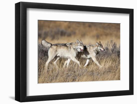 Yellowstone National Park, two gray wolves move through the dry grass.-Ellen Goff-Framed Photographic Print