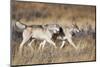 Yellowstone National Park, two gray wolves move through the dry grass.-Ellen Goff-Mounted Photographic Print