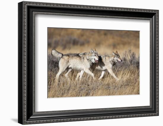 Yellowstone National Park, two gray wolves move through the dry grass.-Ellen Goff-Framed Photographic Print