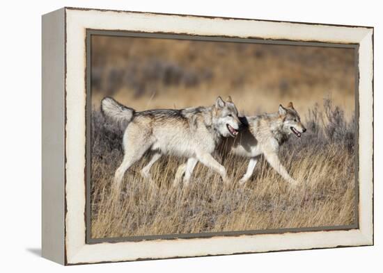 Yellowstone National Park, two gray wolves move through the dry grass.-Ellen Goff-Framed Premier Image Canvas
