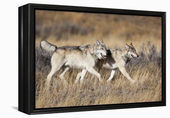 Yellowstone National Park, two gray wolves move through the dry grass.-Ellen Goff-Framed Premier Image Canvas