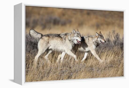 Yellowstone National Park, two gray wolves move through the dry grass.-Ellen Goff-Framed Premier Image Canvas