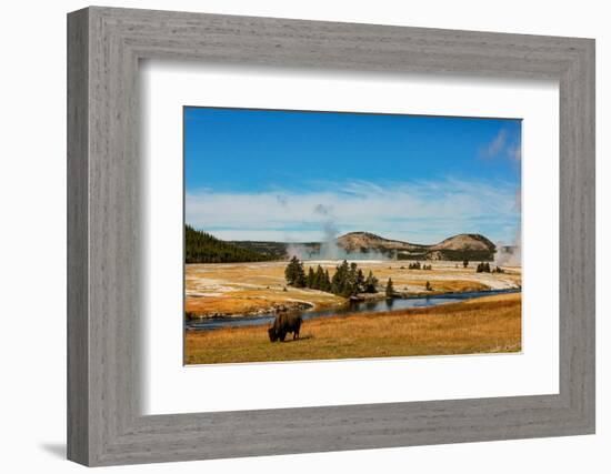 Yellowstone National Park, USA, Bison, buffalo, Steam, Old Faithful, Yellowstone River-Jolly Sienda-Framed Photographic Print